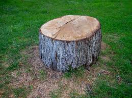 Best Tree Removal  in Nazareth College, NY