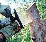 Best Tree Risk Assessment  in Nazareth College, NY